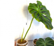 Philodendron Verrucosum Dark Form