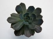 Echeveria Linda Jean