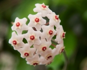 Хойя Карноза ( Hoya Carnosa )