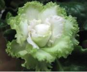 Island Rose (спорт)
