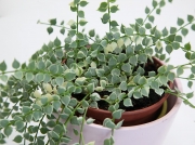 Дисхидия Рускусолистная вариегатная (Dischidia ruscifolia Var)