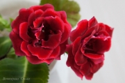Красная Роза (усл.)