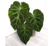 Philodendron Verrucosum Dark Form