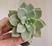 Graptoveria City Mist