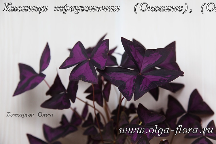 Оксалис (кислица) Exqwfp9yu51a0970sgvdmcaqywjpbs4q