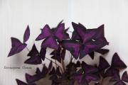 Кислица треугольная  (Оксалис), (Oxalis triangularis)