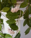 Хойя Карноза ( Hoya Carnosa )