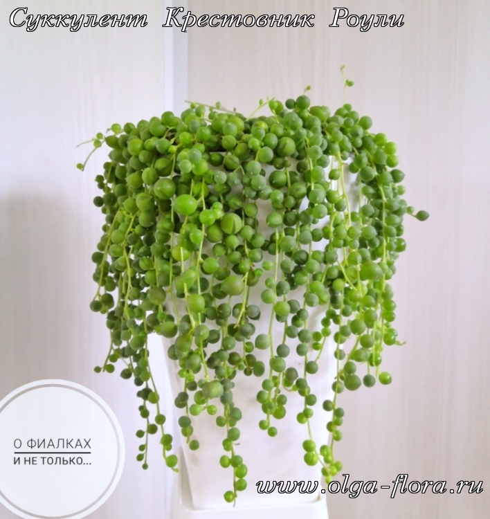 Крестовник Роули (Senecio roulianus) Fxr01lgslel3z4m5nzpbd7c4tjifpya6