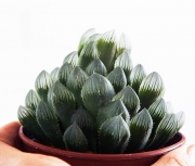 Haworthia Cooperi