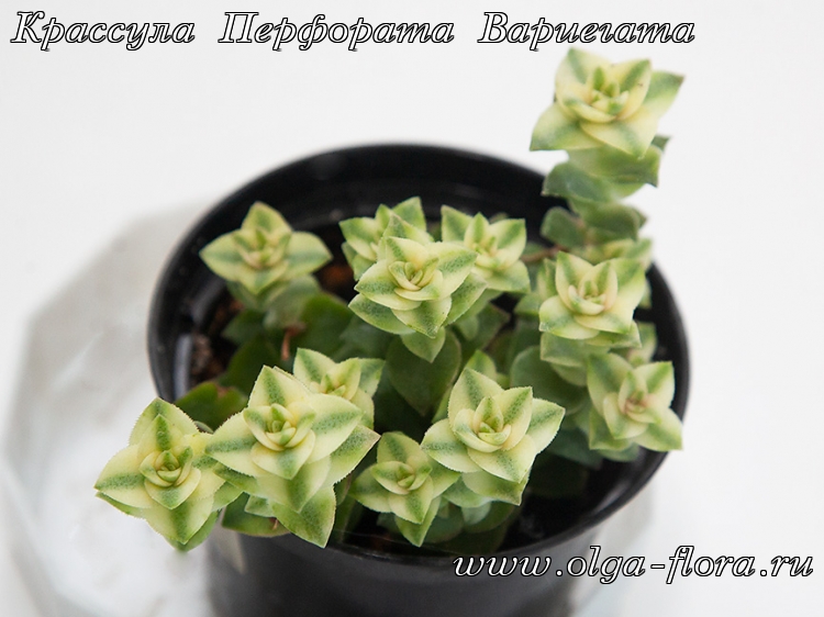 Крассула Перфората Вариегата (Crassula Perforata variegata) Hls2pj06ik5jccv11pzwq2fj1mqv4fkl