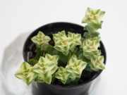 Crassula Perforata variegata