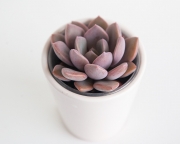 Graptoveria Debbie