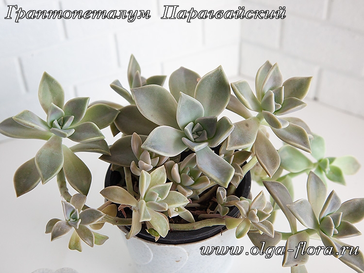 Граптопеталум Парагвайский (Graptopetalum paraguayense) Hrxhjwebk2rx3pfuogt88tyn8cj3ekmw