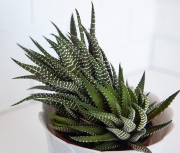 Haworthia fasciata