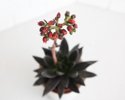 Echeveria affinis Black Knight