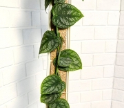 Монстера Дубия