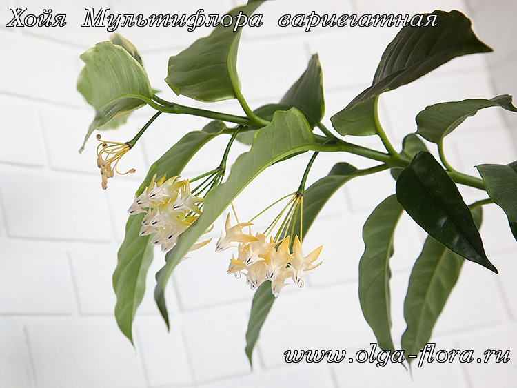 Хойя Мультифлора вариегатная (Hoya Multiflora var.) I5szljsv4ytkroixydww78yq3jzpgrvy