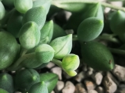 Senecio Herreianus var.