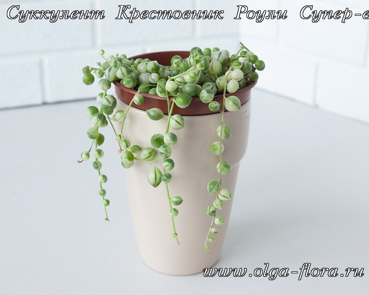 Крестовник Роули Супер-вариегатный (Senecio roulianus super-var)  - Страница 2 Itcd4glyo7uujcjjg0xpksg20n1qnam6