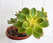 Aeonium Kiwi