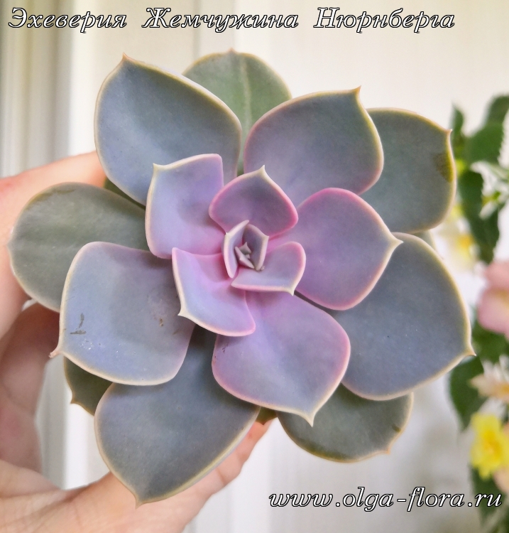 Эхеверия Жемчужина Нюрнберга (Echeveria «Perle von Nurnberg»)  Jd6sr6v79z3736aem5zwq14k7axwayzt