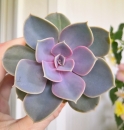 Echeveria Perle von Nurnberg