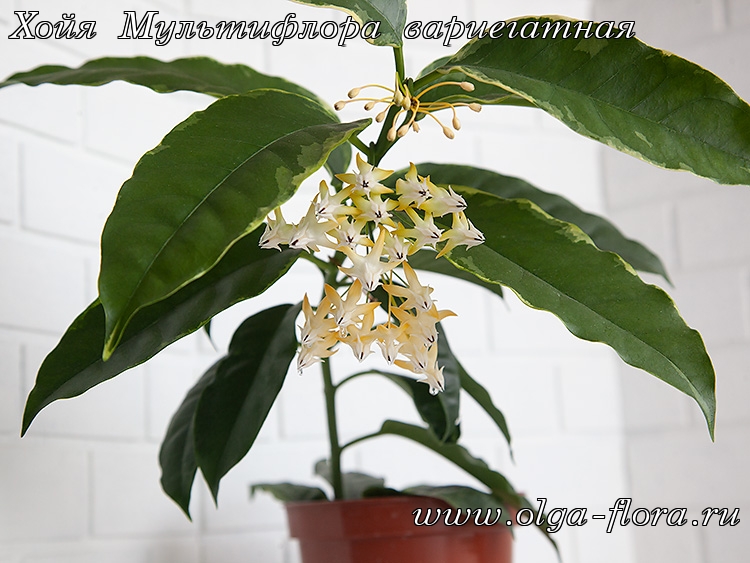 Хойя Мультифлора вариегатная (Hoya Multiflora var.) Jkcmhhrtaj6xhtux7avyxsa3jvk9mxs6