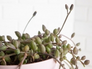 Senecio Herrianus Watermelon