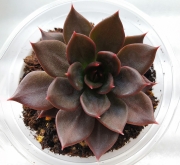 Echeveria Black Prince