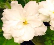 Rhapsody in White