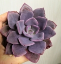 Graptoveria Debbie