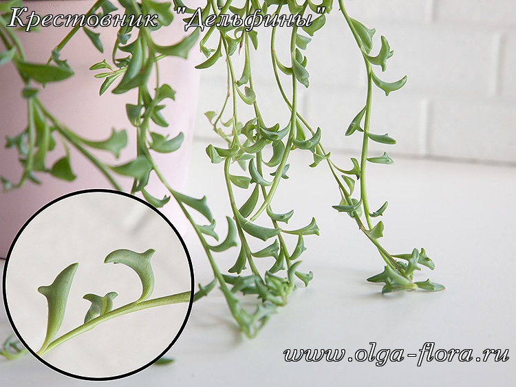 Крестовниик Дельфинчик (Senecio Peregrinus) Kdgrjy34d0l9csnysr7jk48v1e790unu