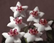 Хойя Белла ( Hoya lanceolata ssp. bella )