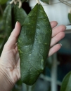 Хойя Финлэйсона ( Hoya finlaysonii )