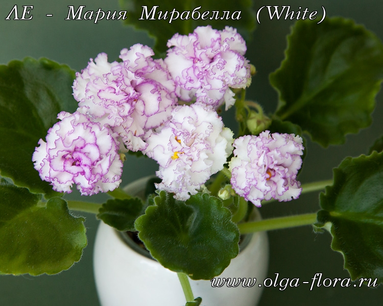 ЛЕ - Мария Мирабелла (White) (Лебецкая) Kxxh79x7jg6o8x63r05lybqyeijdzu2k