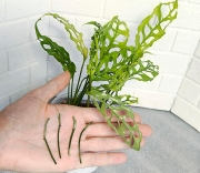 Монстера Обликва Перу