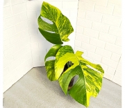 Монстера Желтая Триколор