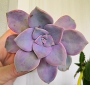 Graptopetalum Purple Delight