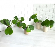 Хойя Керри (Hoya kerrii)