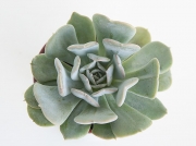 Echeveria Blue Lucita