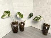 Монстера Альба