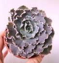 Echeveria Shaviana