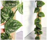 Монстера Дубия