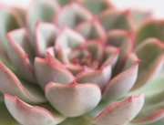 Echeveria Pulidonis