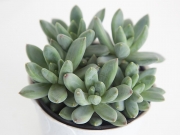 Pachyphytum Compactum