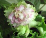 Island Rose (спорт)