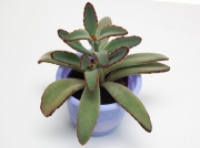 Kalanchoe Tomentosa