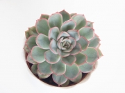 Echeveria Pulidonis