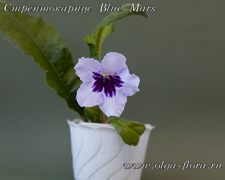 Blue Mars (Lyon)  Oauanjzxkzu3a5deby3wi47yf7l095sw