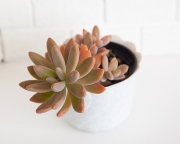 Graptosedum 